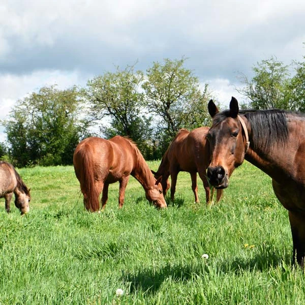 Pension pour chevaux à Murol, Puy-de-Dôme
