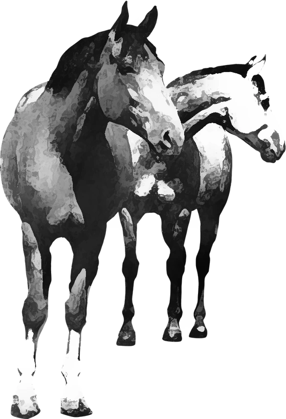 Centre équestre Western Poneys, Murol — deux chevaux